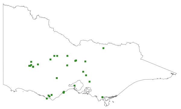 Acacia genistifolia subsp. platyphylla (distribution map)