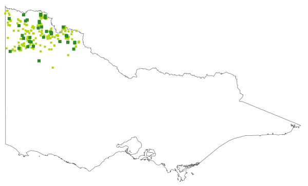 Maireana erioclada (distribution map)